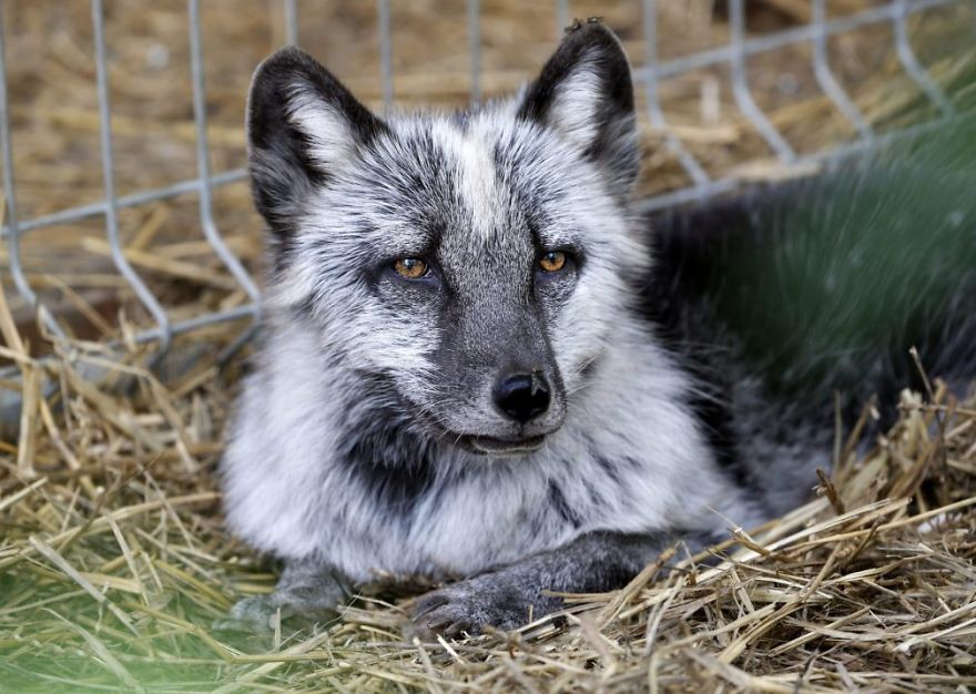 The Animals Who Escaped The Horror Of A Fur Farm And Now Live Happily At Sanctuaries