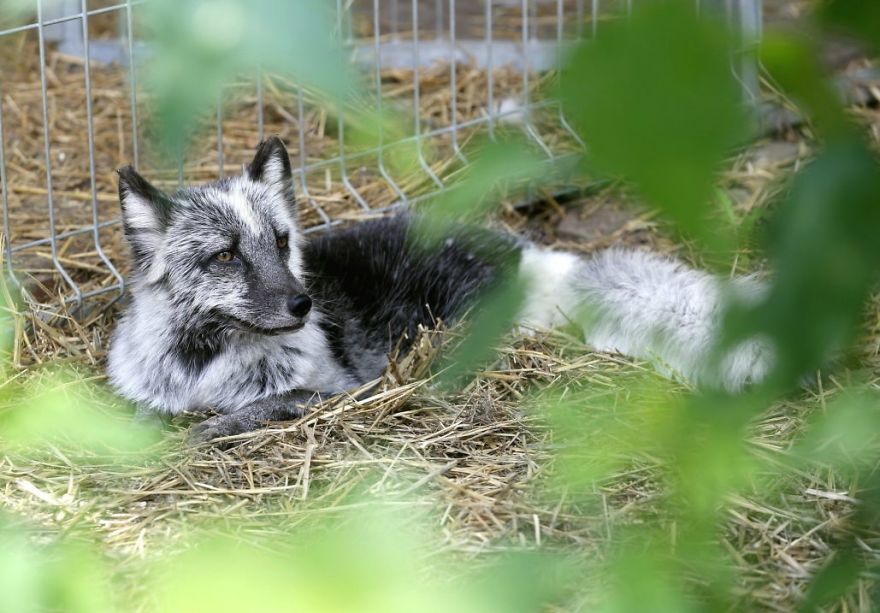 The Animals Who Escaped The Horror Of A Fur Farm And Now Live Happily At Sanctuaries
