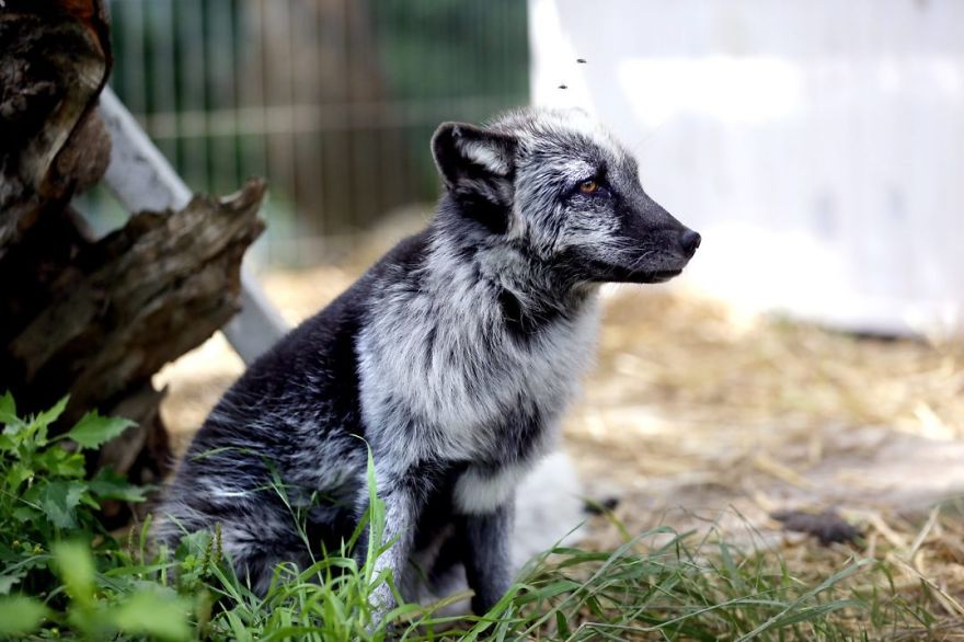 The Animals Who Escaped The Horror Of A Fur Farm And Now Live Happily At Sanctuaries