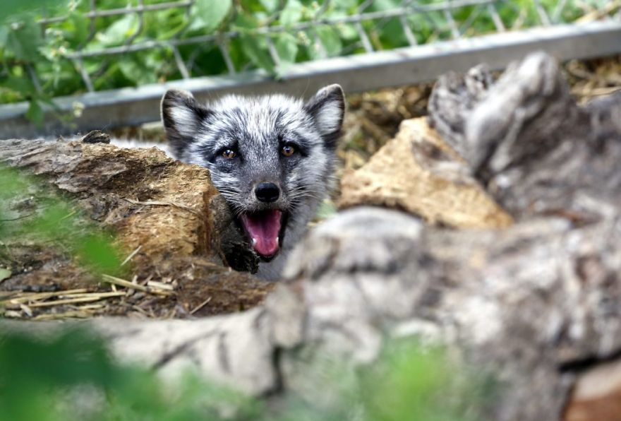 The Animals Who Escaped The Horror Of A Fur Farm And Now Live Happily At Sanctuaries