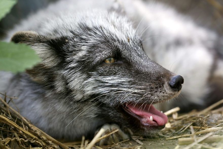 The Animals Who Escaped The Horror Of A Fur Farm And Now Live Happily At Sanctuaries