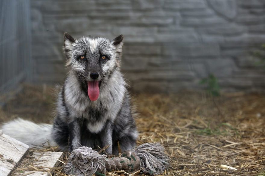 The Animals Who Escaped The Horror Of A Fur Farm And Now Live Happily At Sanctuaries