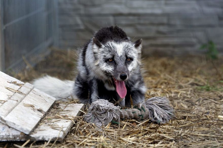 The Animals Who Escaped The Horror Of A Fur Farm And Now Live Happily At Sanctuaries