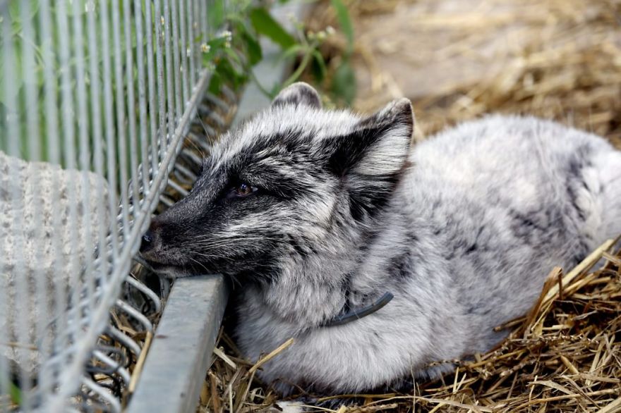 The Animals Who Escaped The Horror Of A Fur Farm And Now Live Happily At Sanctuaries