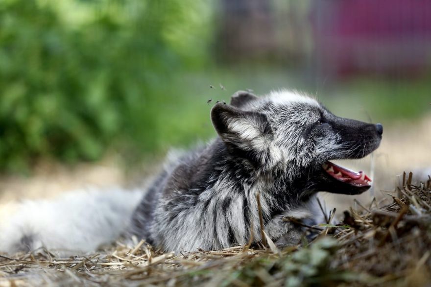 The Animals Who Escaped The Horror Of A Fur Farm And Now Live Happily At Sanctuaries