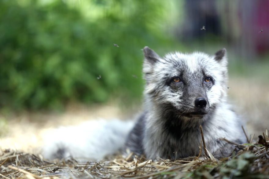 The Animals Who Escaped The Horror Of A Fur Farm And Now Live Happily At Sanctuaries
