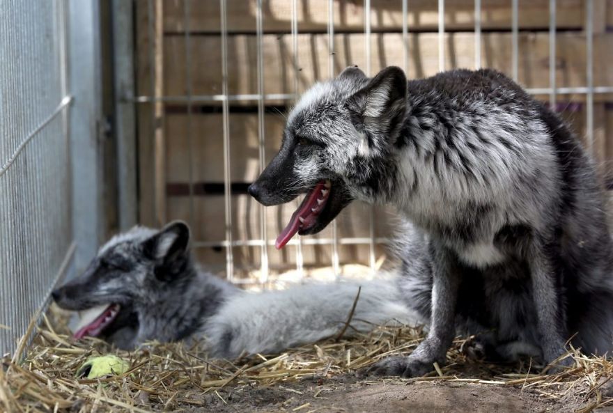 The Animals Who Escaped The Horror Of A Fur Farm And Now Live Happily At Sanctuaries