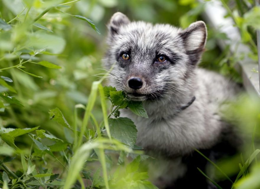 The Animals Who Escaped The Horror Of A Fur Farm And Now Live Happily At Sanctuaries