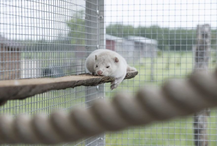 The Animals Who Escaped The Horror Of A Fur Farm And Now Live Happily At Sanctuaries