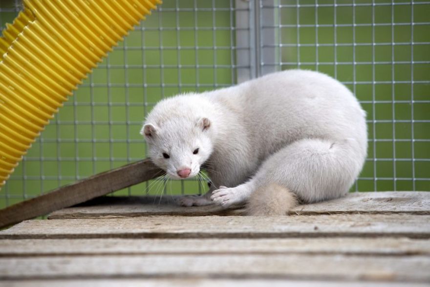 The Animals Who Escaped The Horror Of A Fur Farm And Now Live Happily At Sanctuaries