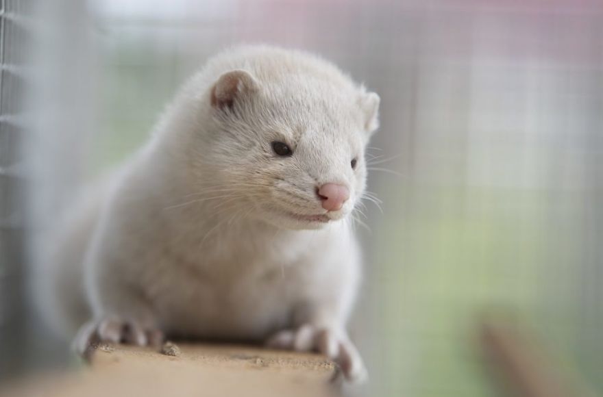 The Animals Who Escaped The Horror Of A Fur Farm And Now Live Happily At Sanctuaries