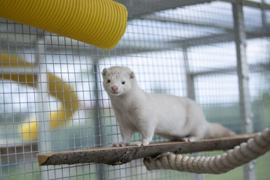 The Animals Who Escaped The Horror Of A Fur Farm And Now Live Happily At Sanctuaries