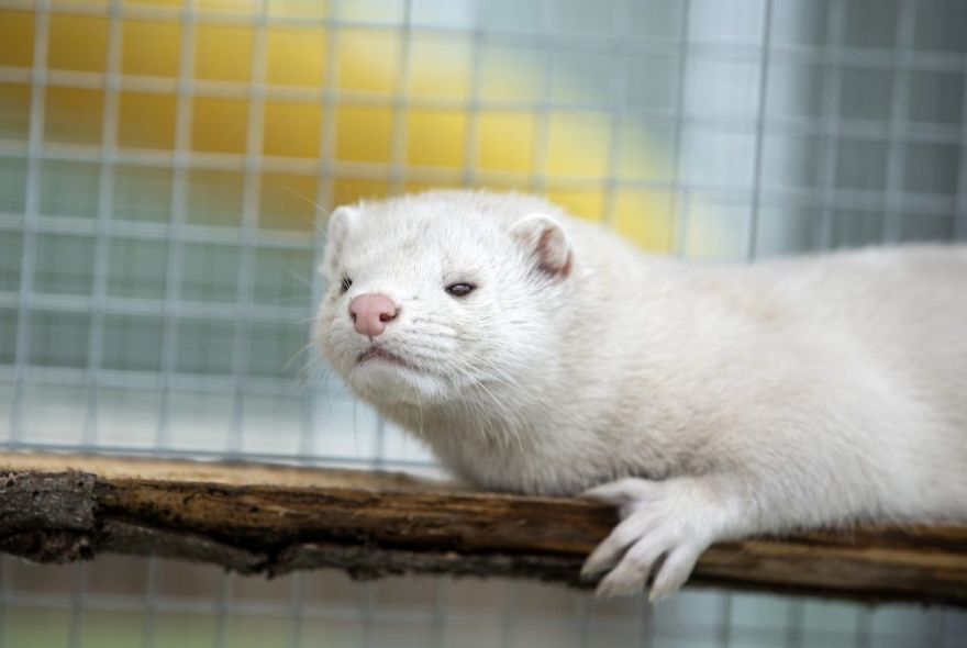 The Animals Who Escaped The Horror Of A Fur Farm And Now Live Happily At Sanctuaries