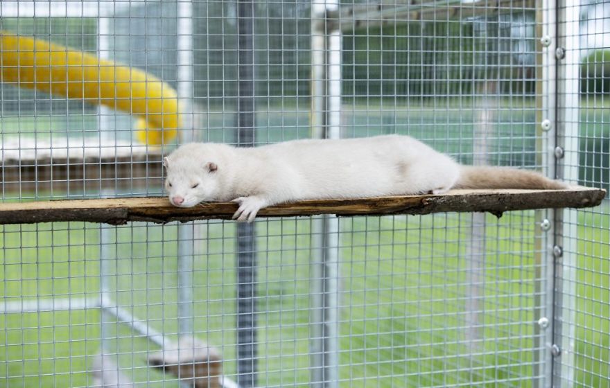 The Animals Who Escaped The Horror Of A Fur Farm And Now Live Happily At Sanctuaries