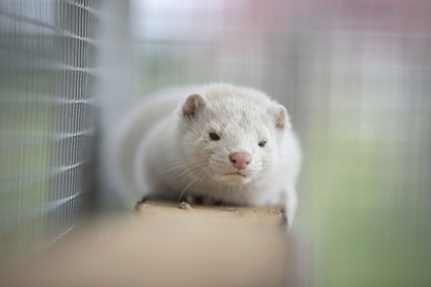 The Animals Who Escaped The Horror Of A Fur Farm And Now Live Happily At Sanctuaries