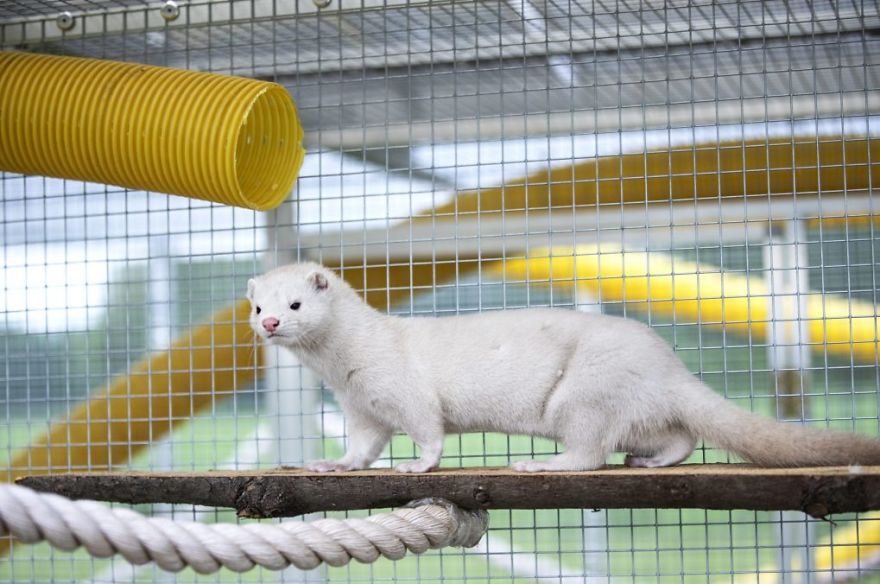 The Animals Who Escaped The Horror Of A Fur Farm And Now Live Happily At Sanctuaries