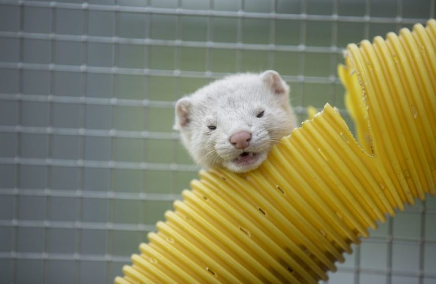 The Animals Who Escaped The Horror Of A Fur Farm And Now Live Happily At Sanctuaries