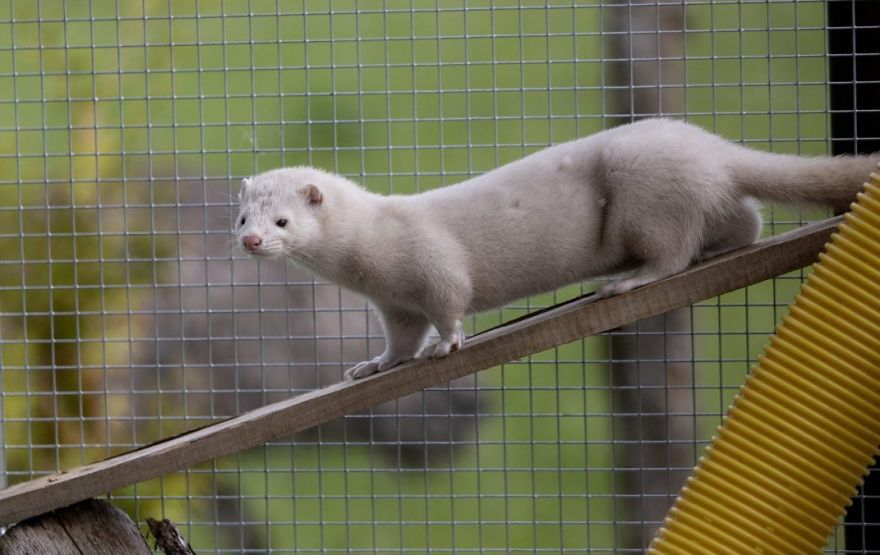 The Animals Who Escaped The Horror Of A Fur Farm And Now Live Happily At Sanctuaries