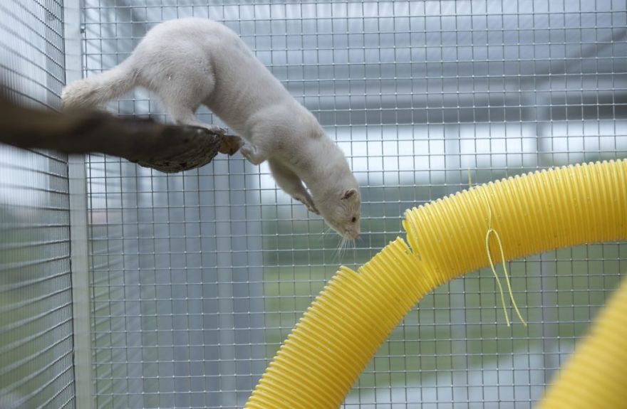 The Animals Who Escaped The Horror Of A Fur Farm And Now Live Happily At Sanctuaries