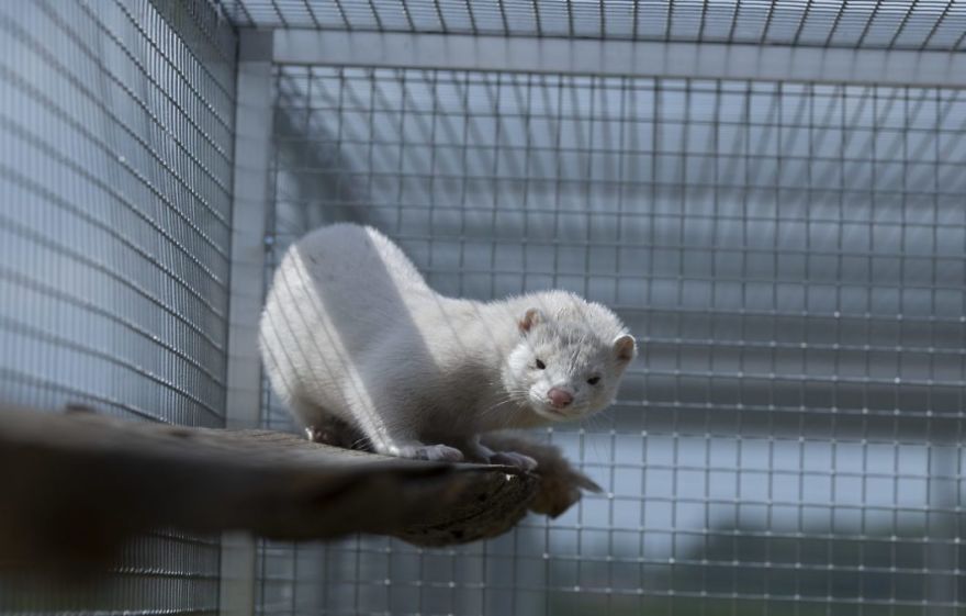 The Animals Who Escaped The Horror Of A Fur Farm And Now Live Happily At Sanctuaries