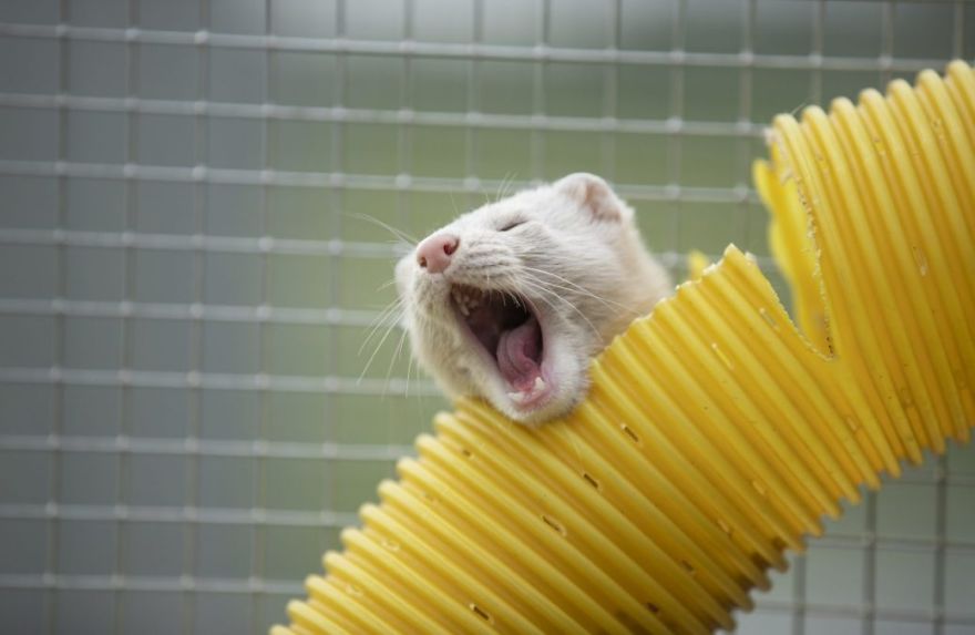 The Animals Who Escaped The Horror Of A Fur Farm And Now Live Happily At Sanctuaries