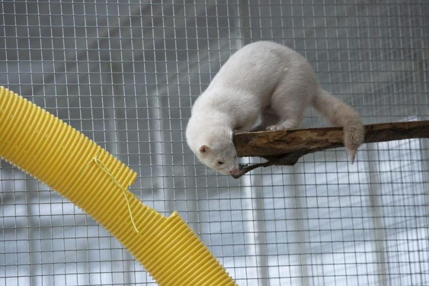 The Animals Who Escaped The Horror Of A Fur Farm And Now Live Happily At Sanctuaries