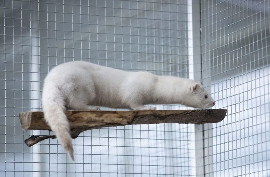 The Animals Who Escaped The Horror Of A Fur Farm And Now Live Happily At Sanctuaries