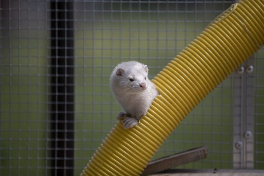 The Animals Who Escaped The Horror Of A Fur Farm And Now Live Happily At Sanctuaries