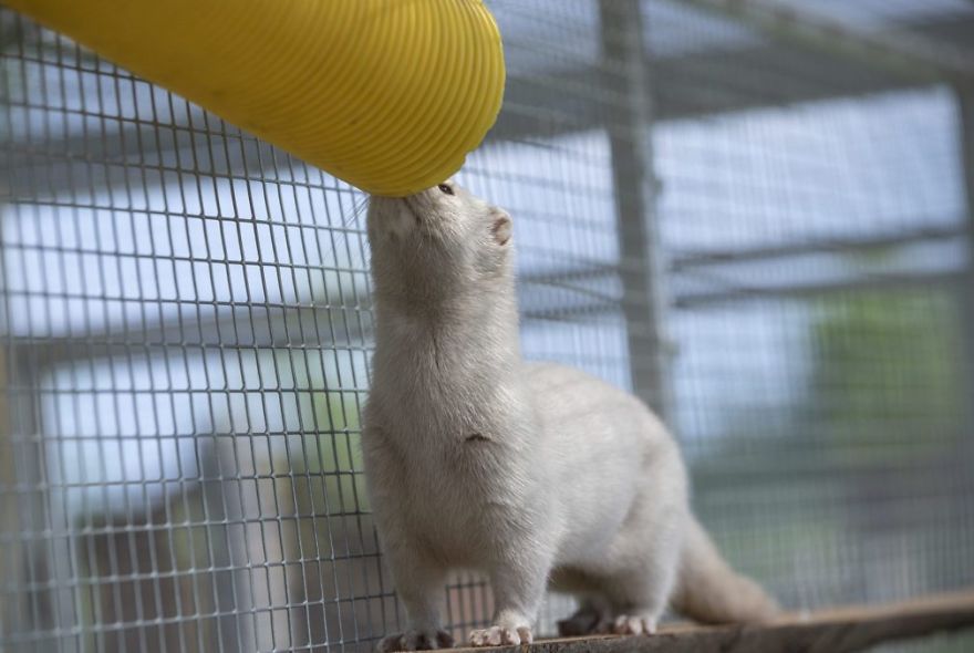 The Animals Who Escaped The Horror Of A Fur Farm And Now Live Happily At Sanctuaries