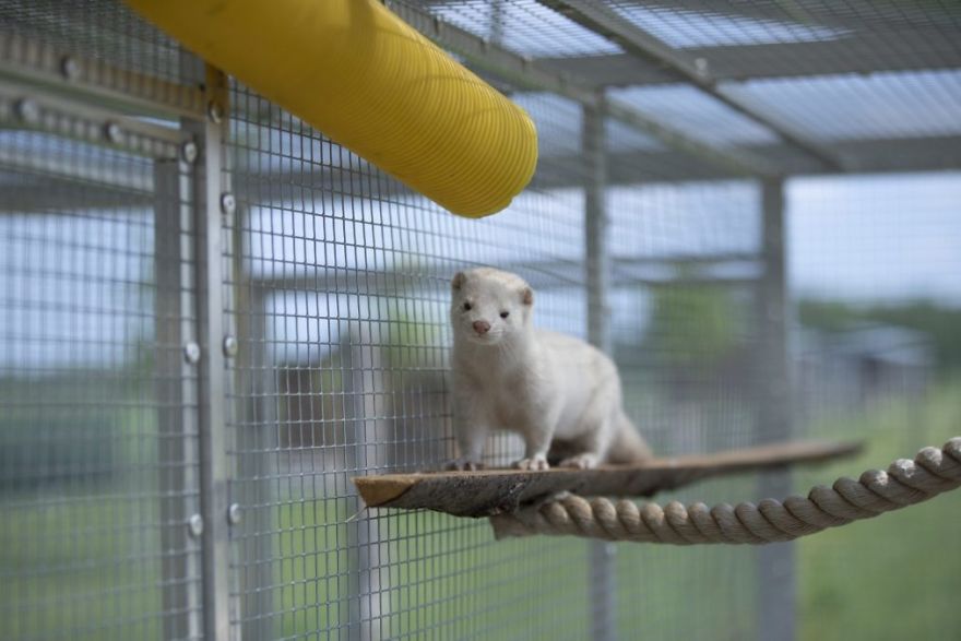 The Animals Who Escaped The Horror Of A Fur Farm And Now Live Happily At Sanctuaries