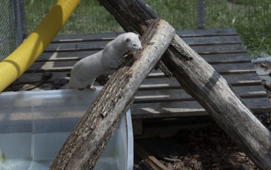 The Animals Who Escaped The Horror Of A Fur Farm And Now Live Happily At Sanctuaries
