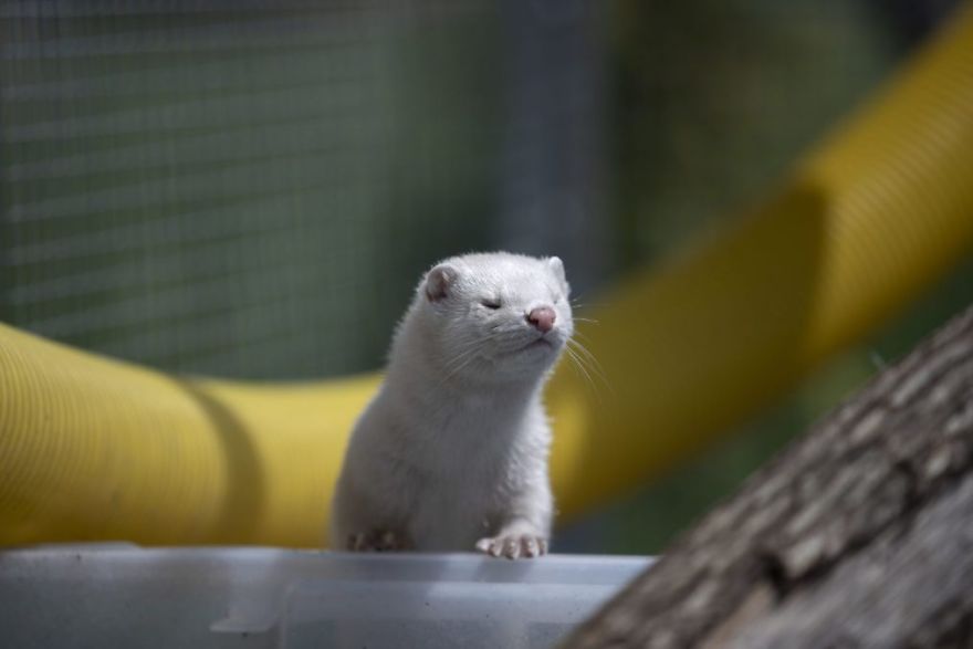 The Animals Who Escaped The Horror Of A Fur Farm And Now Live Happily At Sanctuaries