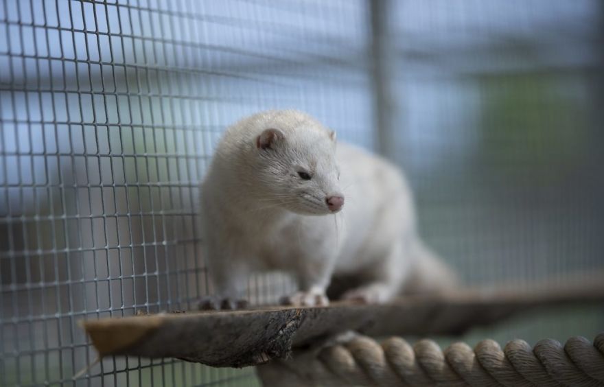 The Animals Who Escaped The Horror Of A Fur Farm And Now Live Happily At Sanctuaries