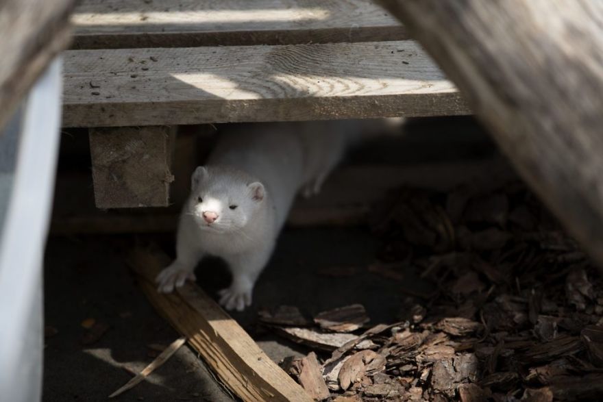 The Animals Who Escaped The Horror Of A Fur Farm And Now Live Happily At Sanctuaries