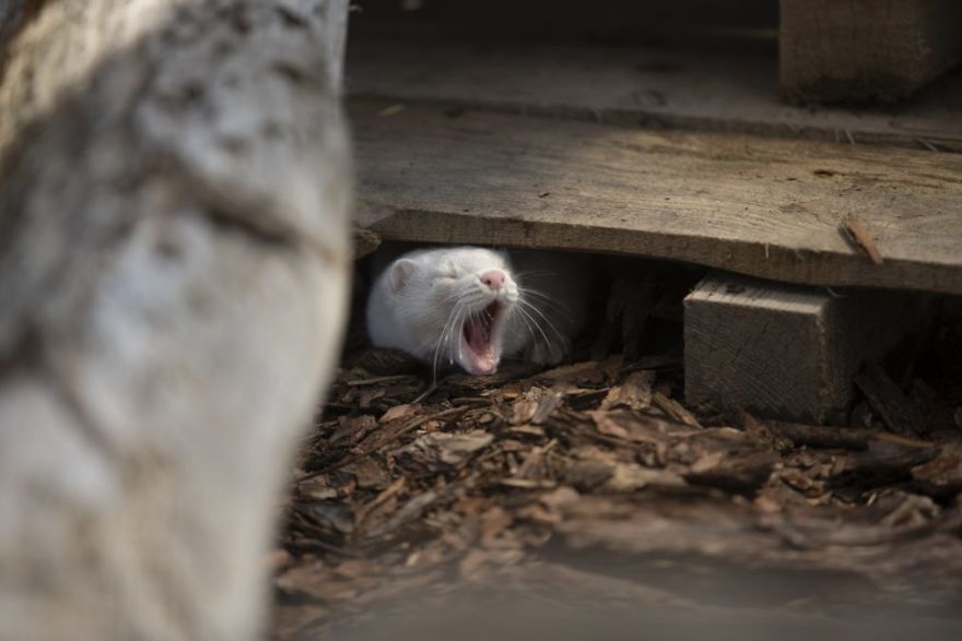 The Animals Who Escaped The Horror Of A Fur Farm And Now Live Happily At Sanctuaries