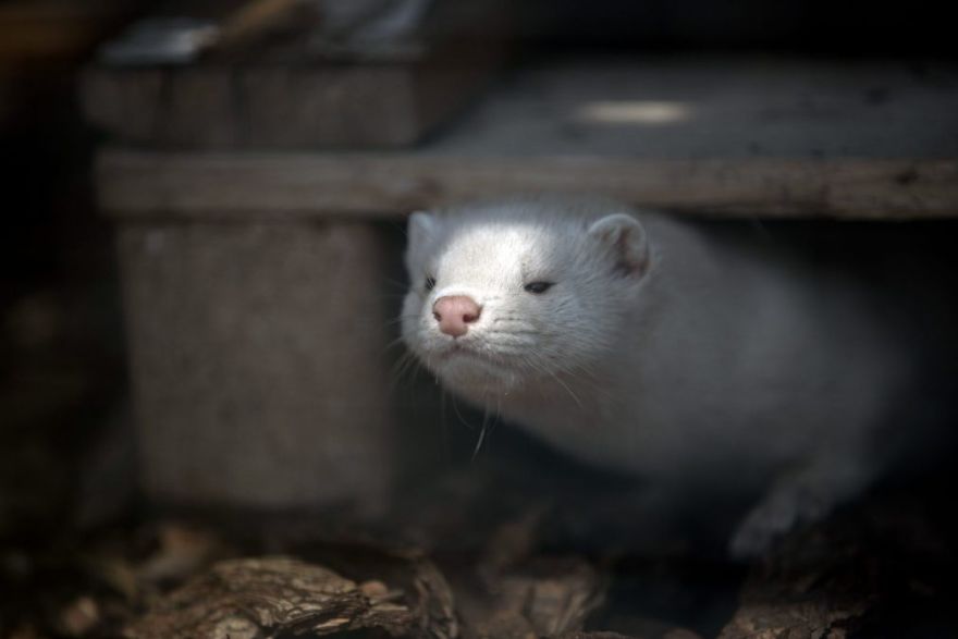 The Animals Who Escaped The Horror Of A Fur Farm And Now Live Happily At Sanctuaries