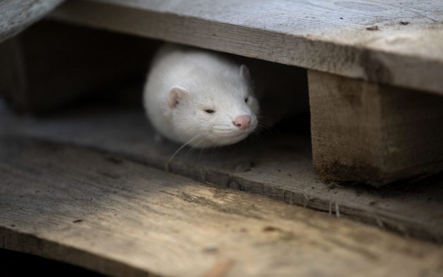 The Animals Who Escaped The Horror Of A Fur Farm And Now Live Happily At Sanctuaries