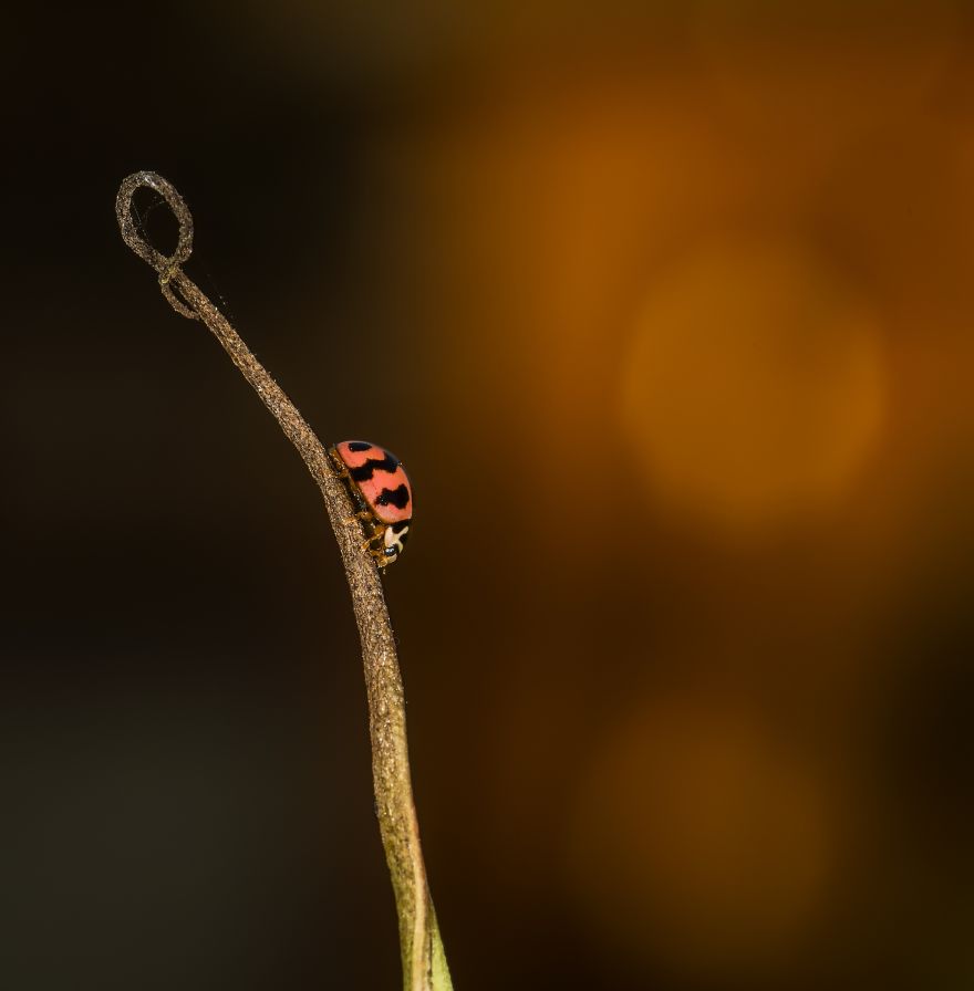 Ladybug