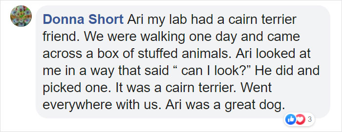 This Adorable Golden Retriever Can't Leave Home Without His Mini-Me Stuffed Toy