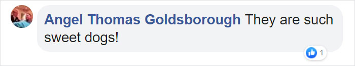 This Adorable Golden Retriever Can't Leave Home Without His Mini-Me Stuffed Toy This Adorable Golden Retriever Can't Leave Home Without His Mini-Me Stuffed Toy