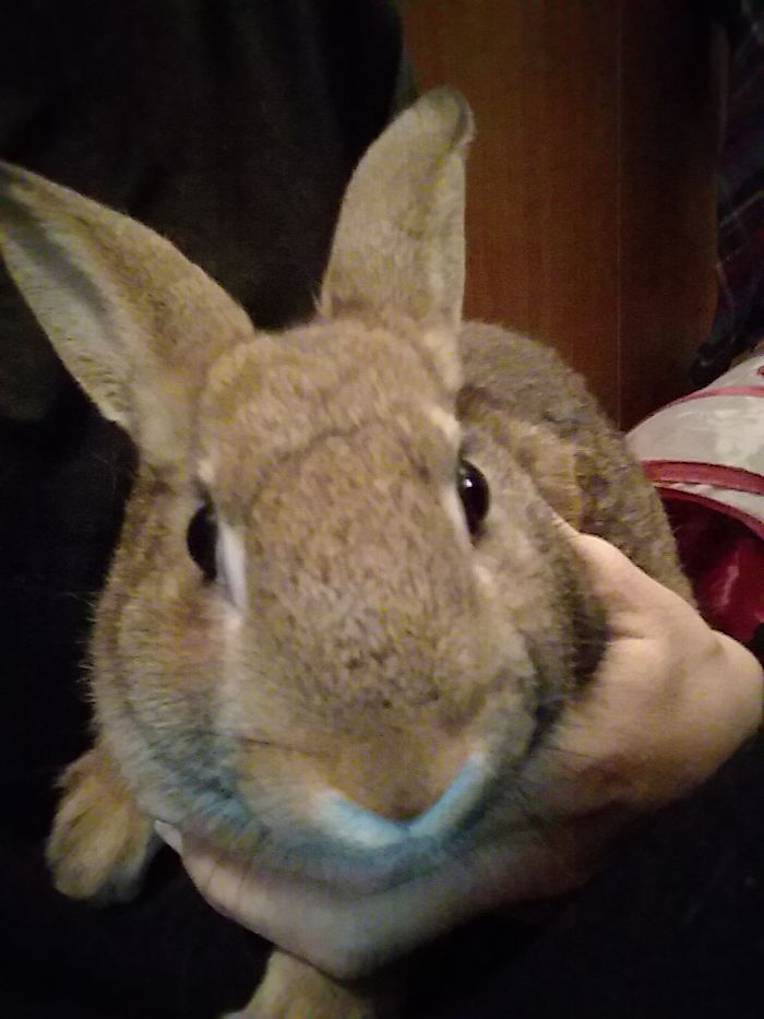 Turbo The House Rabbit Has An Important Message To Share Turbo The House Rabbit Has An Important Message To Share