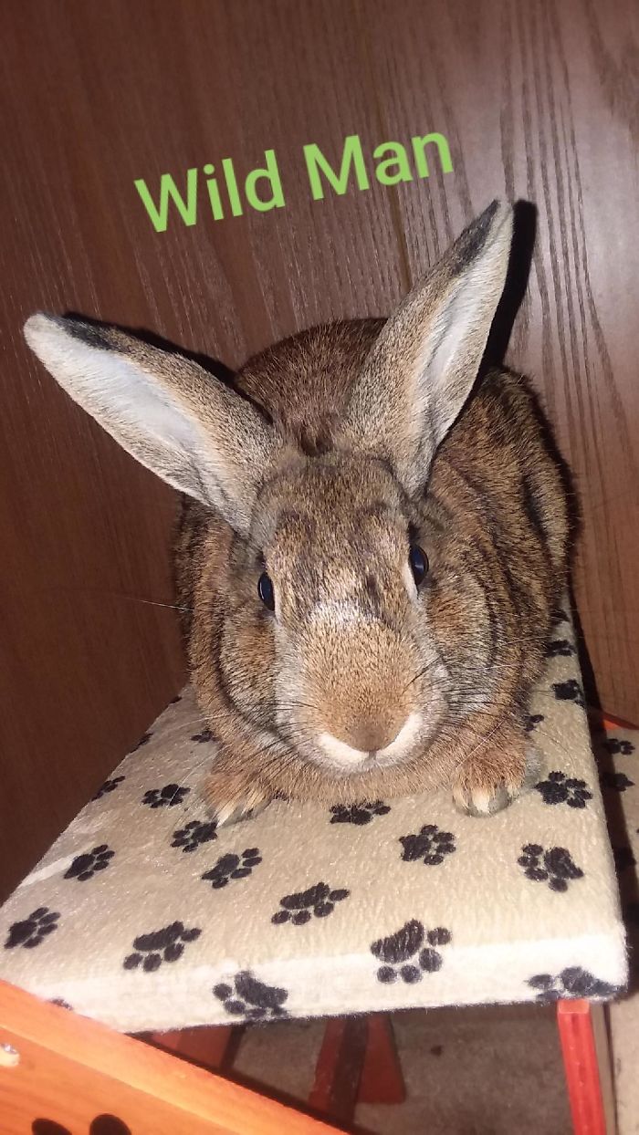 Turbo The House Rabbit Has An Important Message To Share Turbo The House Rabbit Has An Important Message To Share