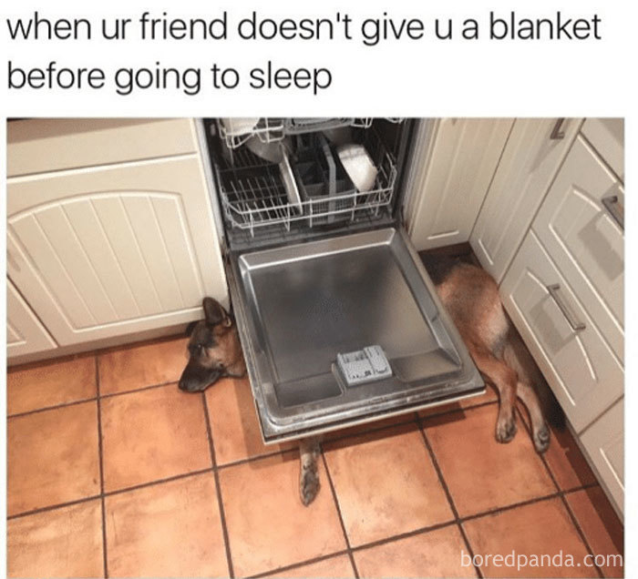 Dog lying half inside an open dishwasher on kitchen floor, illustrating a funny sleeping meme about missing a blanket.