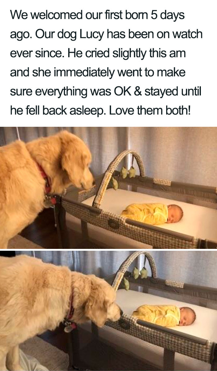 Wholesome-Dog-Posts