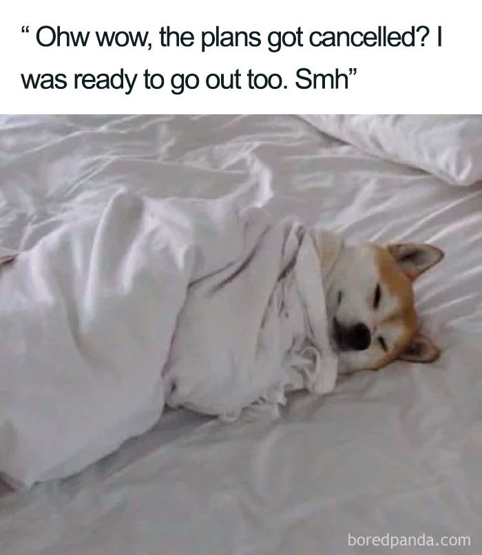 Sleeping meme featuring a dog wrapped in a blanket on a bed with a humorous caption about cancelled plans.