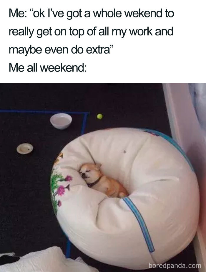 Dog sleeping on a large bean bag, surrounded by scattered items, perfectly capturing a funny sleeping meme.