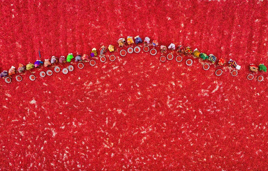 Harvesting Red Chilies