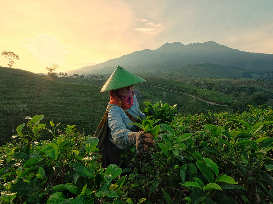 Tea Picker Lady
