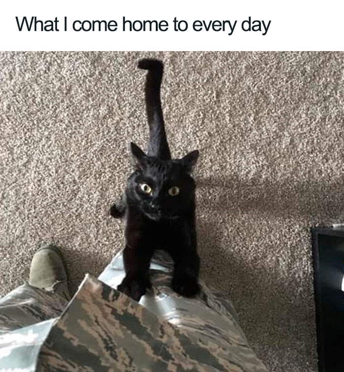 Wholesome-Cat-Posts
