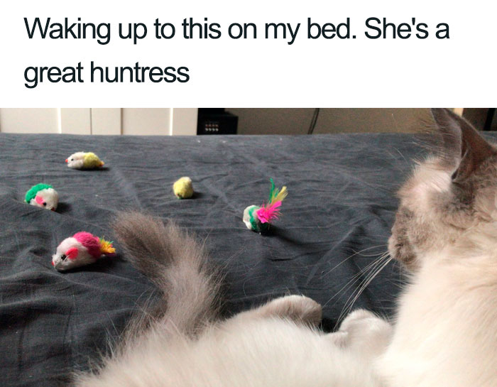 Wholesome-Cat-Posts